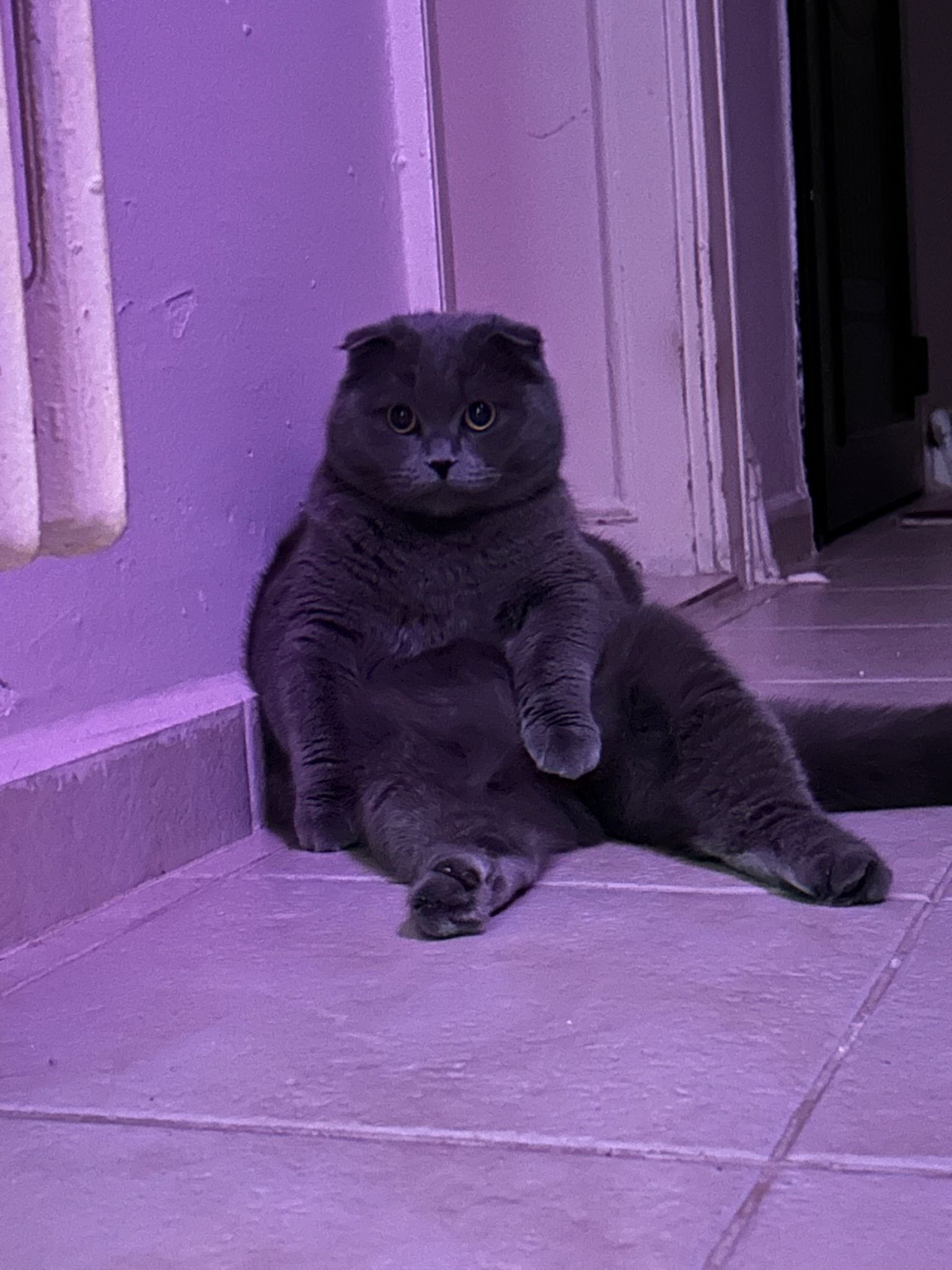 A photo of my cat, Dora